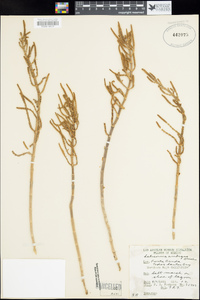 Sarcocornia perennis image