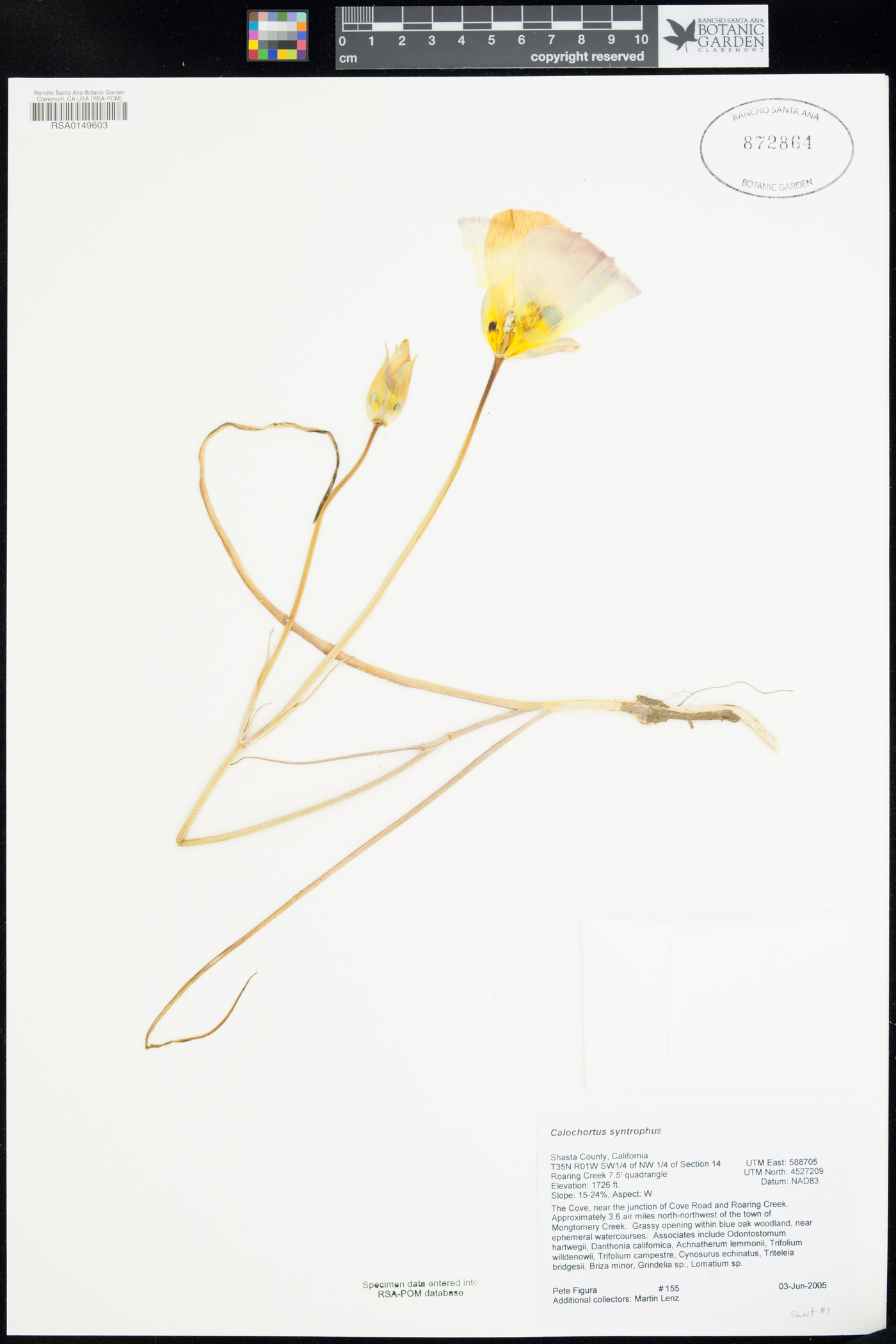 Calochortus syntrophus image