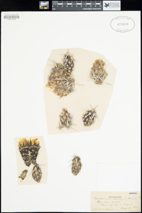 Opuntia clavata image