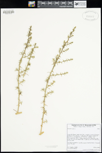 Salsola tragus image