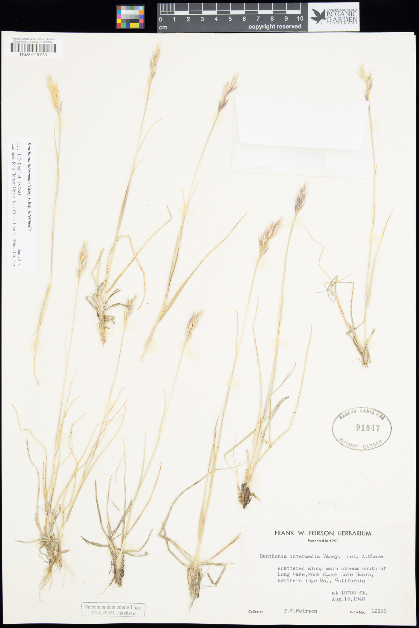 Danthonia intermedia subsp. intermedia image