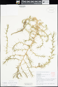 Salsola tragus image