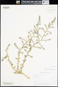 Salsola tragus image