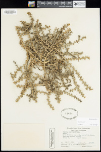 Salsola tragus image