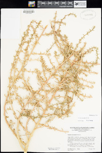 Salsola tragus image