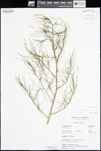 Salsola tragus image