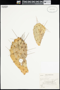 Opuntia cymochila image