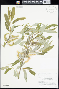 Salix laevigata image