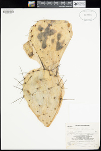 Opuntia phaeacantha image