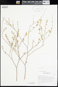 Eriogonum deserticola image