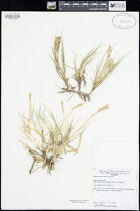 Distichlis spicata image