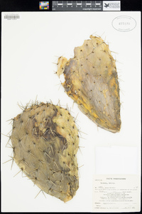 Opuntia hyptiacantha image