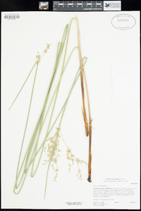 Juncus textilis image