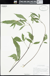 Bidens frondosa image