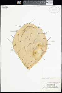 Opuntia discata image