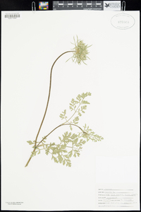 Daucus carota image