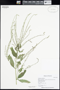 Verbena carolina image