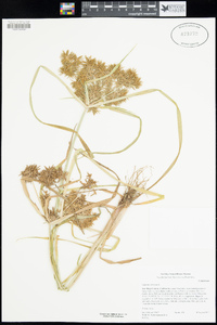 Cyperus odoratus image