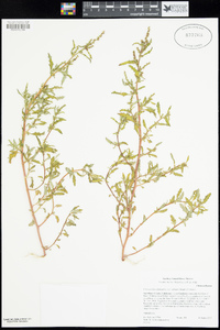 Chenopodium glaucum var. salinum image