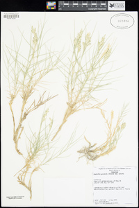 Distichlis spicata image