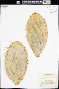 Cylindropuntia echinocarpa image