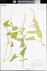 Chenopodium californicum image