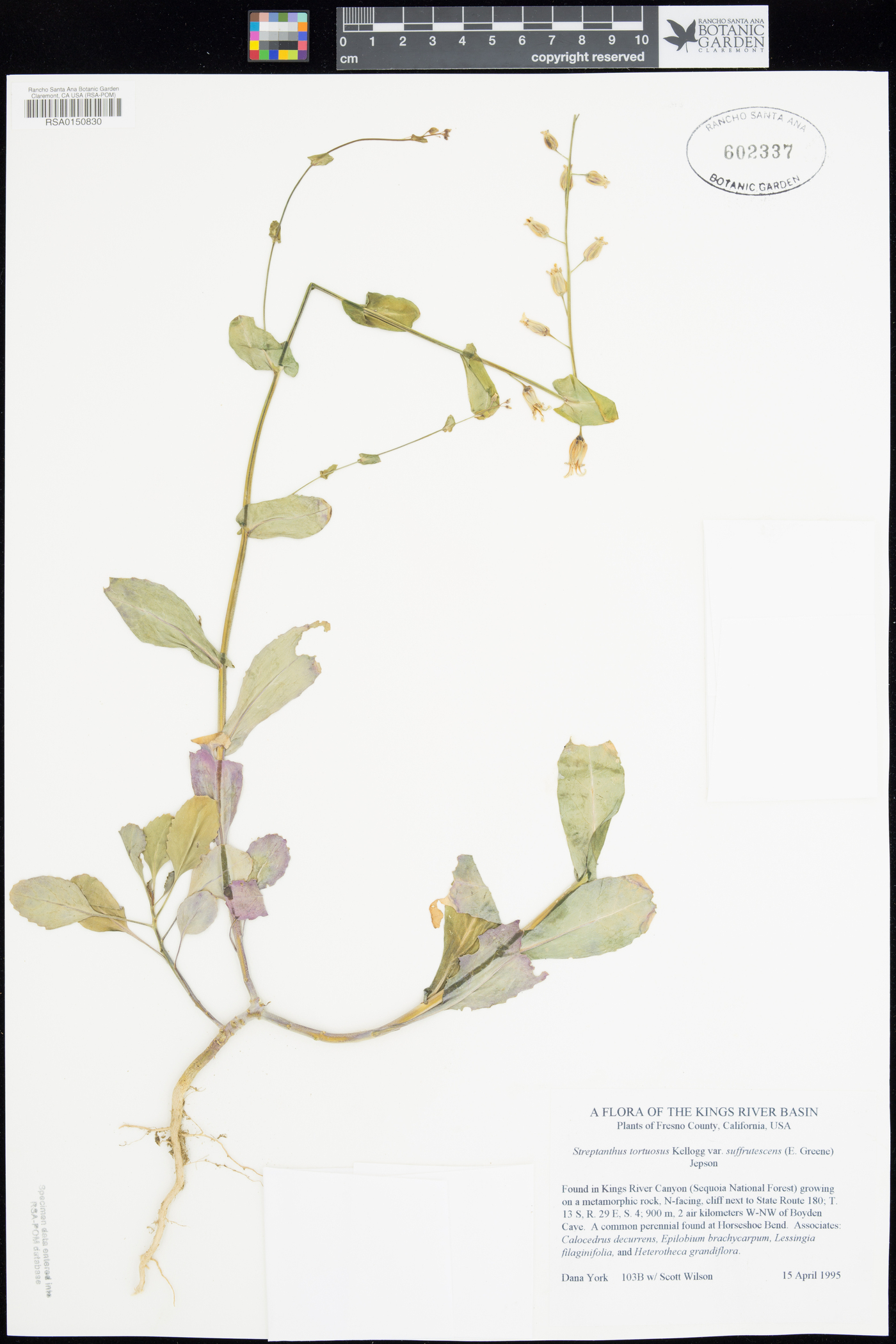 Streptanthus tortuosus var. suffrutescens image