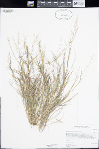 Muhlenbergia microsperma image