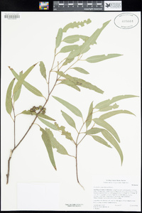 Eucalyptus camaldulensis image