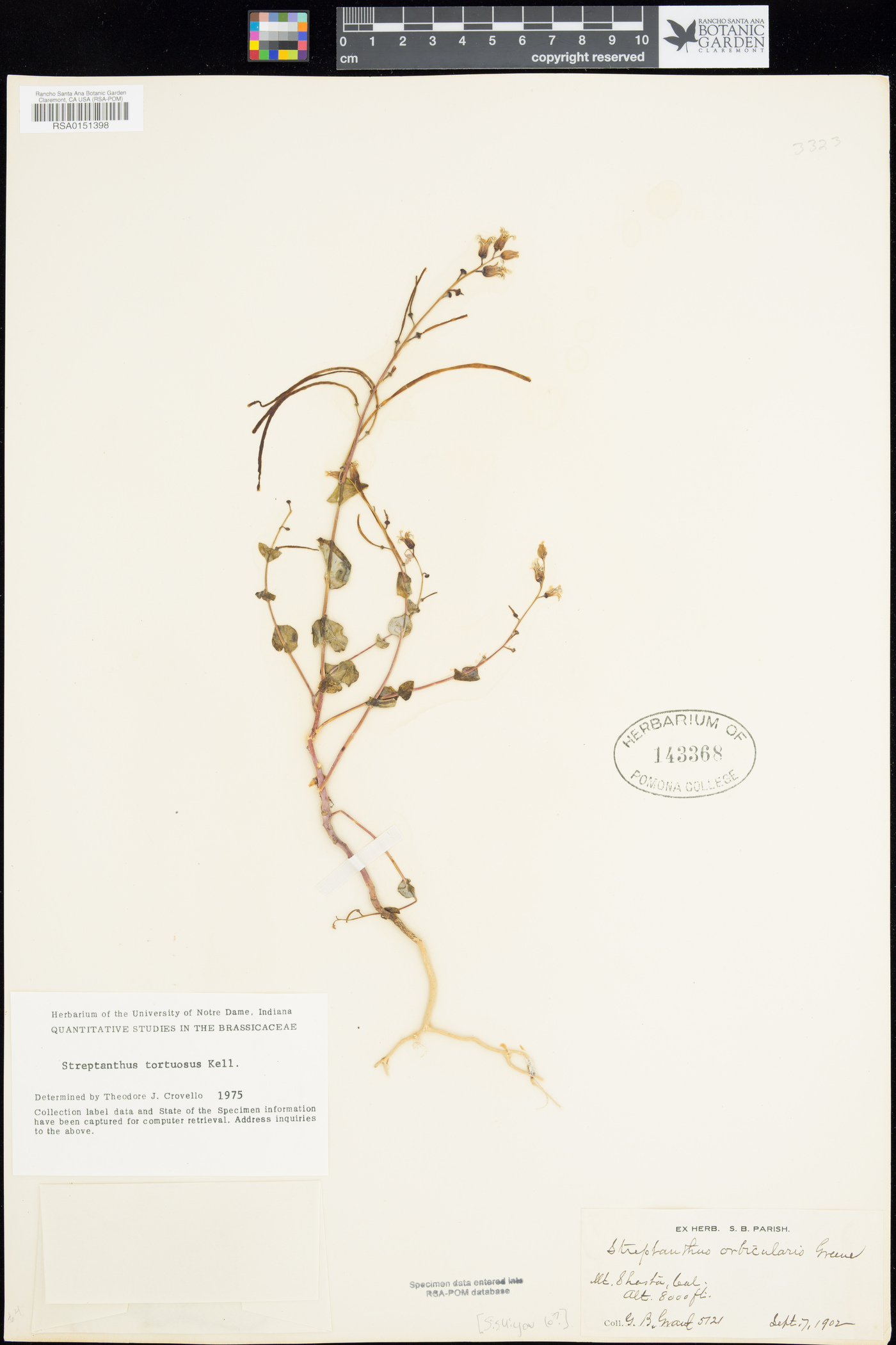 Streptanthus orbiculatus image