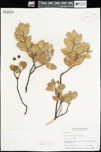 Arctostaphylos glandulosa subsp. glandulosa image