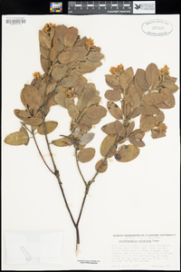 Arctostaphylos columbiana image