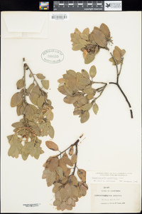 Arctostaphylos columbiana image