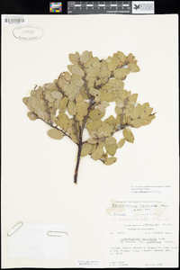 Arctostaphylos catalinae image