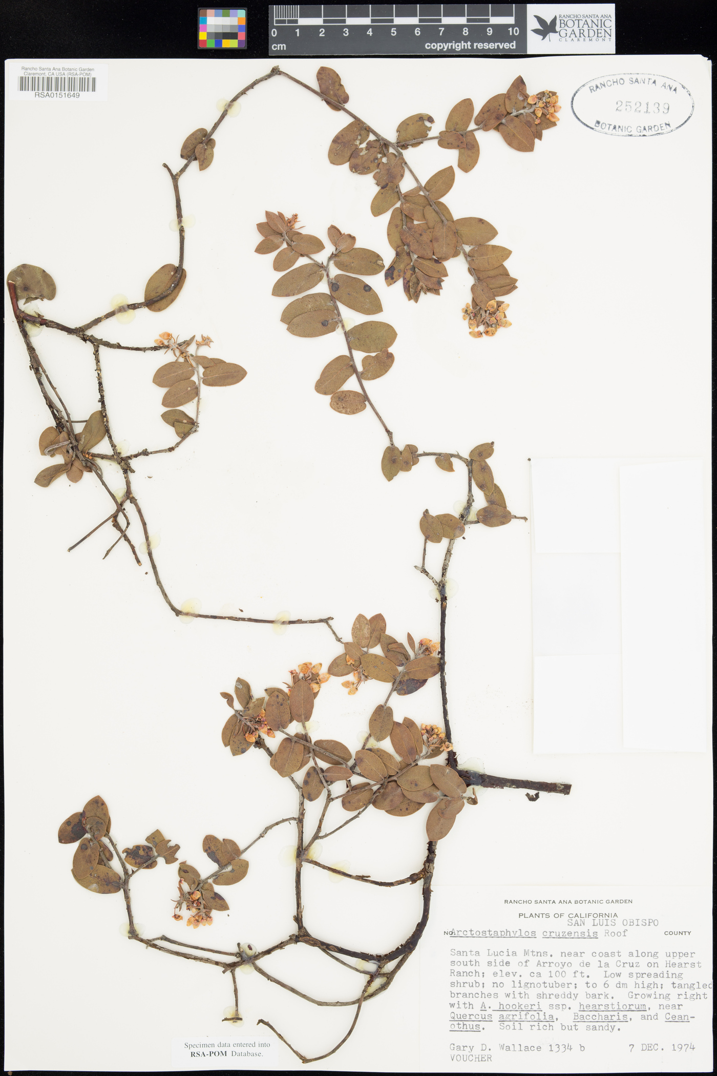 Arctostaphylos cruzensis image