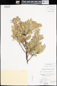 Arctostaphylos glandulosa image