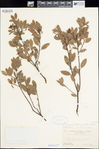 Arctostaphylos manzanita subsp. bakeri image