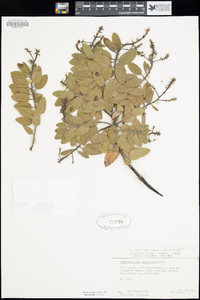 Arctostaphylos catalinae image