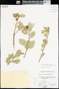 Arctostaphylos glandulosa subsp. leucophylla image