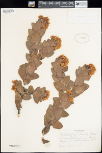 Arctostaphylos andersonii var. pallida image