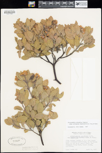 Arctostaphylos glandulosa image