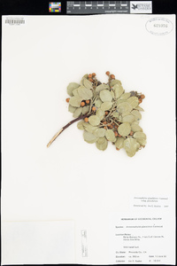 Arctostaphylos glandulosa image