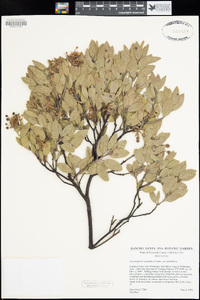 Arctostaphylos glandulosa image