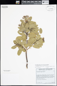 Arctostaphylos glandulosa subsp. mollis image