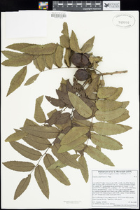 Juglans californica image