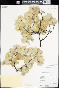 Arctostaphylos glandulosa subsp. glandulosa image