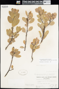 Arctostaphylos glandulosa image