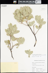 Arctostaphylos glandulosa image