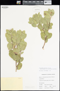 Arctostaphylos glandulosa image