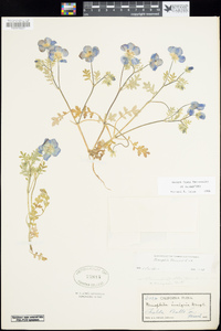 Nemophila menziesii image